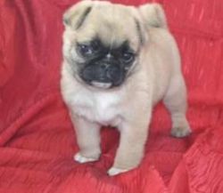 Pug Purebred Puppy Litters for Sale!
