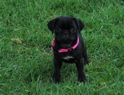 Calm and healthy Black and fawn Pug Puppies