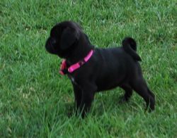Male and Female Pugs For Sale