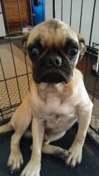 Akc pug male 7 months old