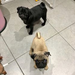 **reduced** Kc Registered Pug Puppies