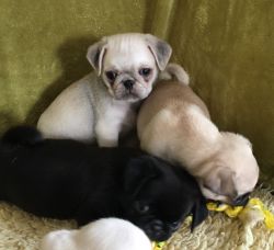 Gorgeous Kc Reg Pug Puppies For Sale