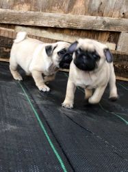 Ready For New Home Kc Reg Male Pug Puppies
