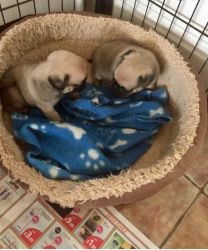 Beautiful AKC Registered Pug Puppies needs new homes