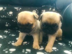 Beautiful AKC Registered Pug Puppies Ready For Adoption
