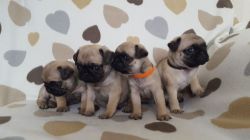 Adorable Pug Puppies Ready For Their New Homes