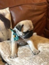 Akc Registered Pug Puppies Show Quality