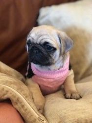 Gorgeous Pug Puppies *only 4 Left*