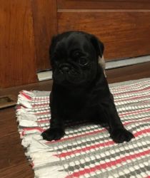 Very sweet and loving Pug Puppies for sale