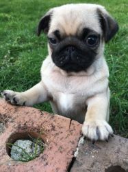 Fully AKc Stunning Proven Pug puppies