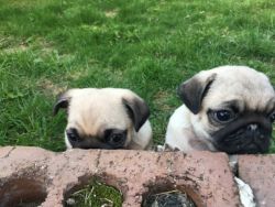 Pug Puppies, Gorgeous Litter Available