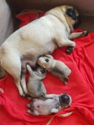 AKc Registered Pug Puppies Show Quality
