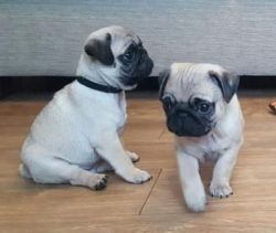 Cute male and female pug puppies