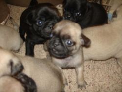 Adorable Pug Puppies For A New Home