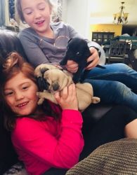 AKC Registered Pug Puppies for sale
