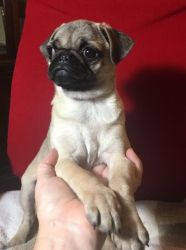 Top Quality Pug puppies ready now