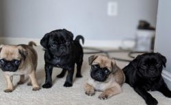 Excellent Home Raised Pug puppies