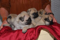 Pug Pups Ready Now