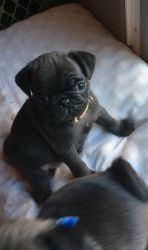 Male and female AKC Pug Puppies