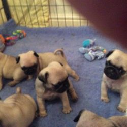 Cutest Pug Puppies Needs Forever Home