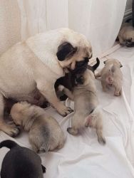 Cute Pugs For Sale