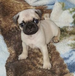 Awesome Pug Puppies Available