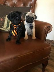 AKc Reg Pug Puppies For Sale