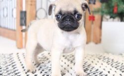 Sweet and Cuddly Little AKC Pug Puppies