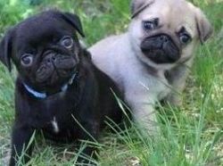 Cute male and female Pug Puppies