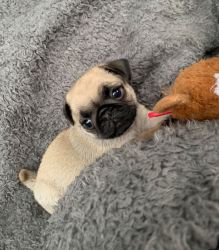 4 Beautiful Kc Champion Bred Pugs For Sale