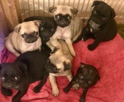 Pug Puppies available now