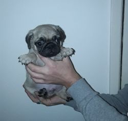 Pug Puppies AKC Reg. for sale