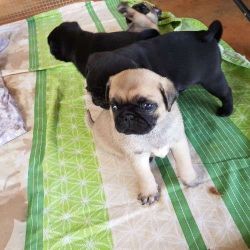 Two pug puppies for free adoption