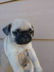 Pug for sale at afordable price