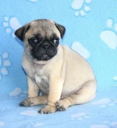 Male and Female Pug Puppies for Adoption