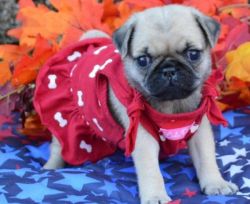 We have AKC registered male and female Pug puppies available now.
