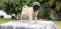 ACA Registered Male and Female Pug Puppies