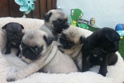 Fawn & Black Pug Puppies for Sale