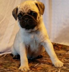 ACA Registered Pugs Puppies Black and Fawn