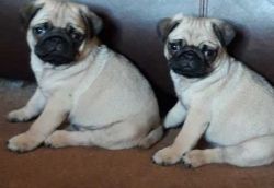 Darker Apricot Fawn Male and Female Pug Puppies