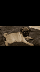 BREED: PUG GENDER: MALE AGE: 8 WEEKS PRICE: $550 ALREADY HAS SHOTS P
