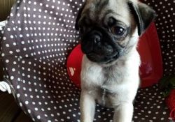 Full Purebred Male and Female Pug Puppies