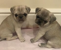 Adorable pug pups for sales and adoption