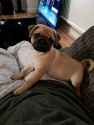Bueatufull fawn pug puppies, 2 girls and a boy left
