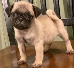 Fawn and Black CKC Registered Pug Puppies