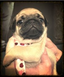 Pug Puppies Fully Health Tested, Kc Registered