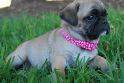 Adorable PUG puppies for sale now at affordable price.