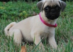CKC Pug Puppies 2 males and 3 females.
