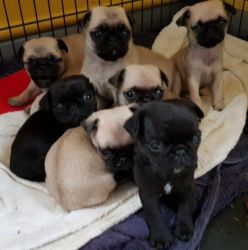 6 Fawn,2 Black Pugs available for adoption