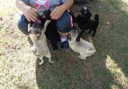 AKC Male and female Pug puppies.